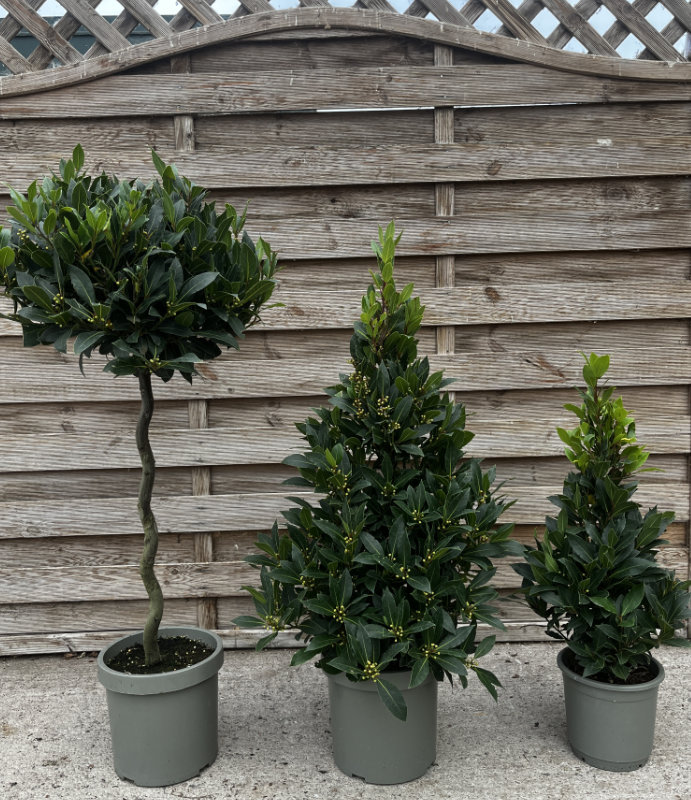 Pyramide Tree Bay Tree Pyramid 90cm - Golden Valley Plants