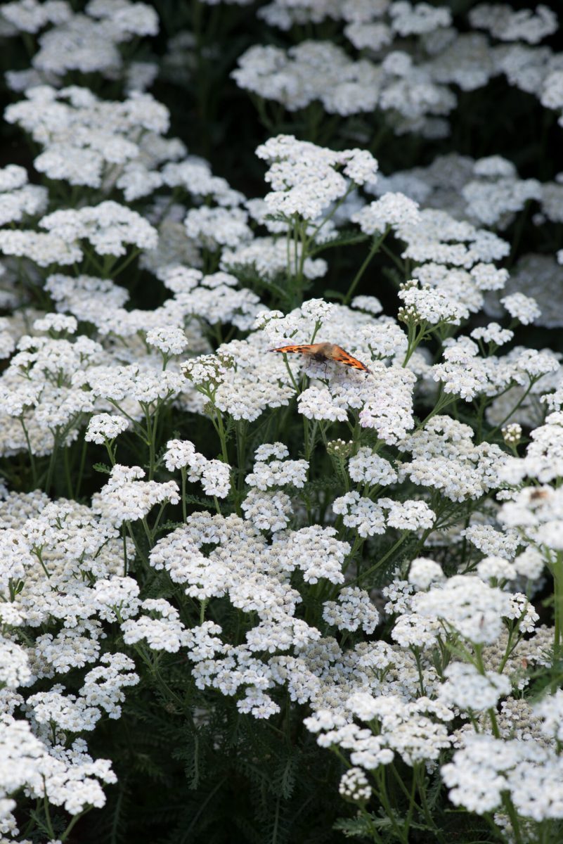 Achillea 'New Vintage White' (PBR) – 3 Litre Pot – White – Attracts Wildlife, Cut Flowers, Easy Care