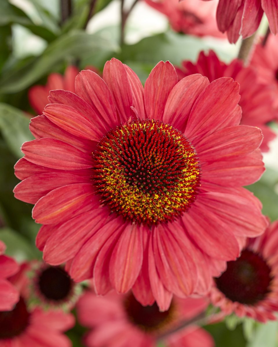 Echinacea 'Sunseekers Red' – 3 Litre Pot – Red – Attracts Wildlife, Cut Flowers, Drought Tolerant, Long Flowering Period