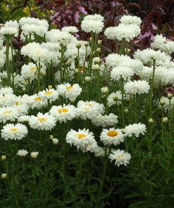 Leucanthemum 'Victorian Secret'