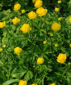Trollius 'Lemon Queen'
