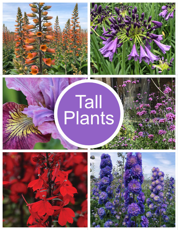Perennial Tall Plant Collection – 12 x 1 Litre Pot, 3 x 3 Litre Pots, 6 x 1 Litre Pot, 6 x 3 Litre Pot – Attracts Wildlife, Award Winner, Easy Care, 
