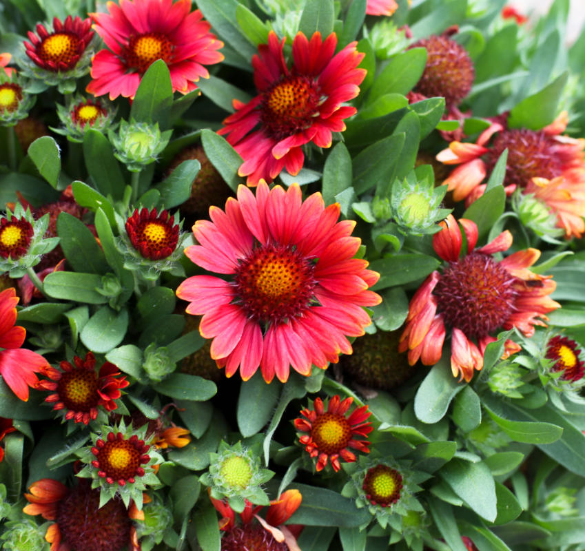 Gaillardia Gusto 'Paprika' (PBR) – 3 Litre Pot – Orange, Red – Large Flowers, Perfect For Cutting, Attracts Wildlife, Drought Tolerant, Easy Care